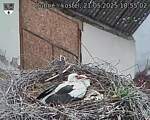 Capi_Dubne_20250521_185502.jpg