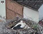 Capi_Dubne_20250521_190004.jpg