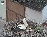 Capi_Dubne_20250521_193003.jpg