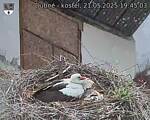 Capi_Dubne_20250521_194503.jpg