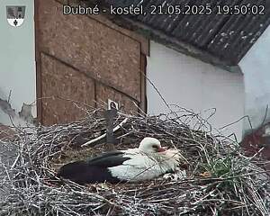 Capi_Dubne_20250521_195002.jpg (1350 x 1080)