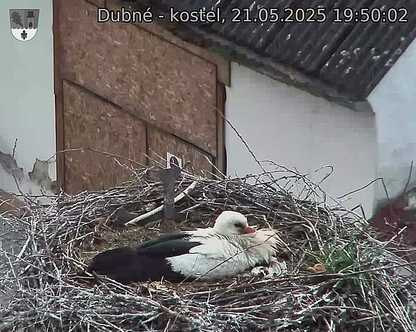 Capi_Dubne_20250521_195002.jpg (1350 x 1080)