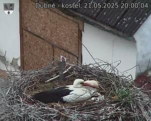 Capi_Dubne_20250521_200004.jpg (1350 x 1080)