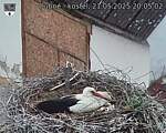 Capi_Dubne_20250521_200502.jpg
