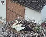 Capi_Dubne_20250521_201502.jpg