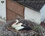 Capi_Dubne_20250521_202004.jpg