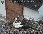 Capi_Dubne_20250521_202502.jpg