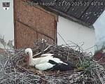 Capi_Dubne_20250521_204004.jpg