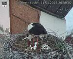 Capi_Dubne_20250521_205002.jpg