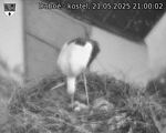 Capi_Dubne_20250521_210002.jpg