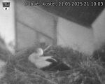 Capi_Dubne_20250521_211003.jpg