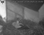 Capi_Dubne_20250521_211502.jpg