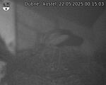 Capi_Dubne_20250522_001503.jpg