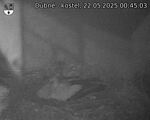 Capi_Dubne_20250522_004503.jpg