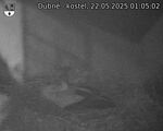 Capi_Dubne_20250522_010502.jpg