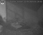 Capi_Dubne_20250522_012002.jpg