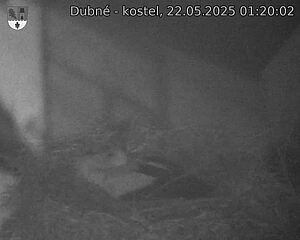 Capi_Dubne_20250522_012002.jpg (1350 x 1080)