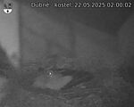Capi_Dubne_20250522_020002.jpg