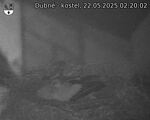 Capi_Dubne_20250522_022002.jpg