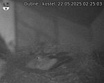 Capi_Dubne_20250522_022503.jpg