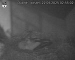 Capi_Dubne_20250522_025502.jpg