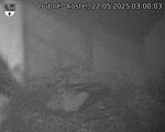 Capi_Dubne_20250522_030003.jpg