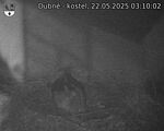 Capi_Dubne_20250522_031002.jpg
