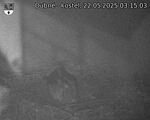 Capi_Dubne_20250522_031503.jpg