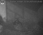 Capi_Dubne_20250522_032502.jpg