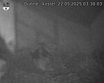 Capi_Dubne_20250522_033003.jpg