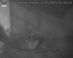 Capi_Dubne_20250522_035003.jpg