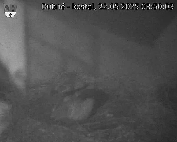 Capi_Dubne_20250522_035003.jpg (1350 x 1080)