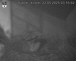Capi_Dubne_20250522_035502.jpg