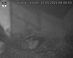 Capi_Dubne_20250522_040003.jpg
