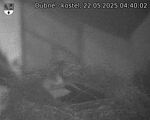 Capi_Dubne_20250522_044002.jpg