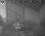 Capi_Dubne_20250522_044503.jpg