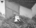 Capi_Dubne_20250522_050003.jpg
