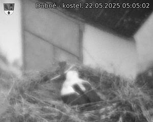 Capi_Dubne_20250522_050502.jpg (1350 x 1080)