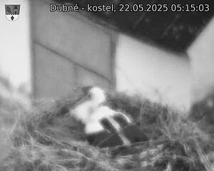 Capi_Dubne_20250522_051503.jpg (1350 x 1080)