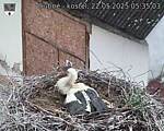 Capi_Dubne_20250522_053503.jpg