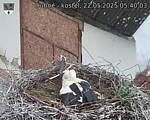 Capi_Dubne_20250522_054003.jpg