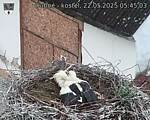 Capi_Dubne_20250522_054503.jpg