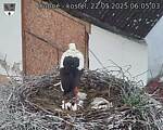 Capi_Dubne_20250522_060503.jpg