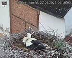 Capi_Dubne_20250522_061003.jpg