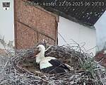 Capi_Dubne_20250522_062003.jpg
