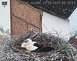 Capi_Dubne_20250522_063003.jpg