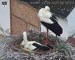 Capi_Dubne_20250522_065003.jpg
