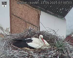 Capi_Dubne_20250522_070003.jpg (1350 x 1080)