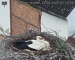 Capi_Dubne_20250522_071004.jpg