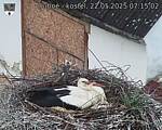 Capi_Dubne_20250522_071502.jpg